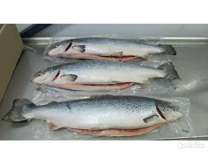 Рыба морепродукты морская речная