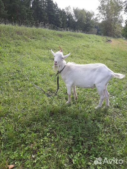 Козел Зааненский Вязка