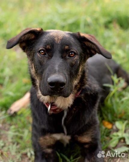 Собака в добрые руки