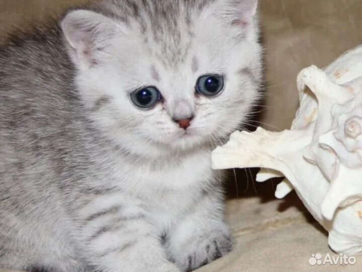 Котенок
