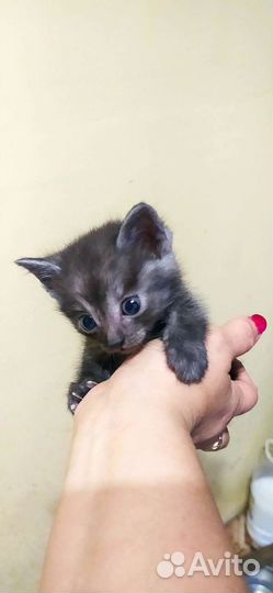 Кошки в добрые руки бесплатно