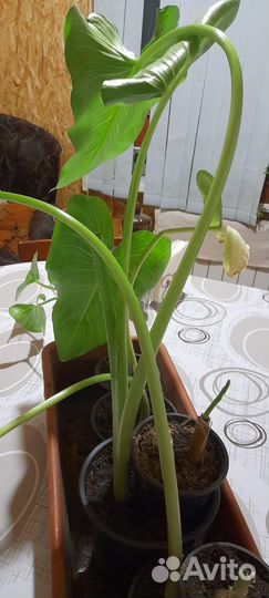 Продам цветы комнатные