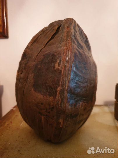 Какао орех 25 см