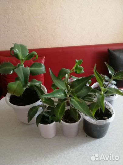 Каланхоэ лечебное и другие цветы