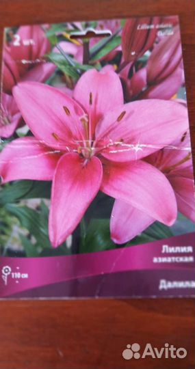 Луковицы восточной и азиатской лилий