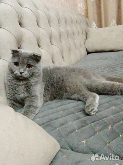 Шотландская вислоухая кот