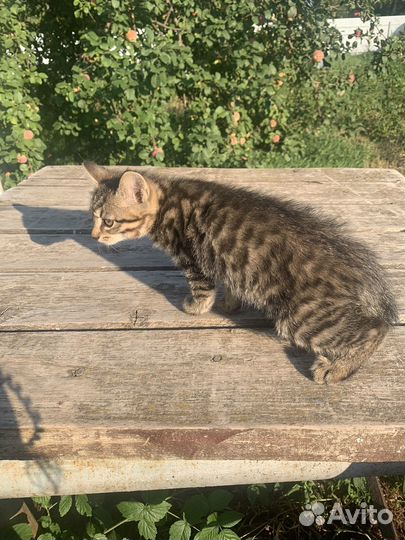 Котята курильский бобтейл