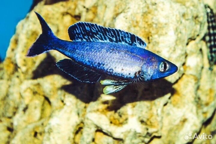 Цихлиды оз, Танганьика