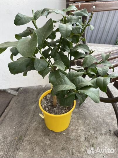 Лимонное дерево