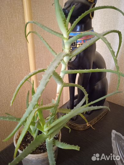 Домашние растения, много