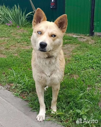 Хася голубые глаза