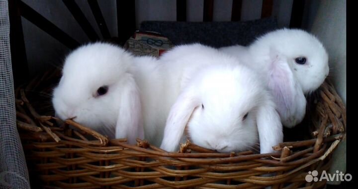 Кролики белые карликовые вислоухие бараны