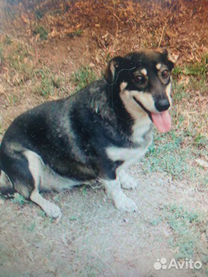 Толстушка стерилизованная