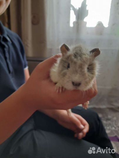 Морская свинка
