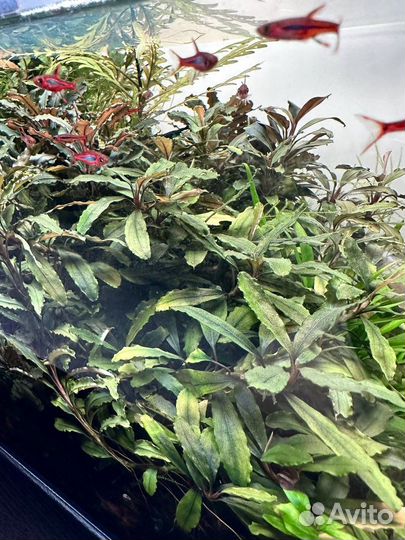 Буцефаландры