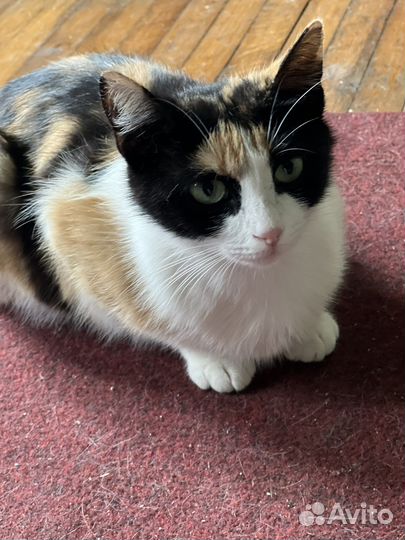 Котенок, девочка