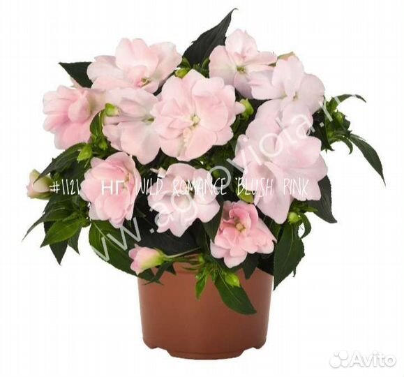 Бальзамин Новогвинейский (New Guinea Impatiens)