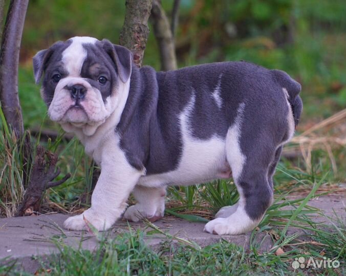 Английский бульдог, очаровательный малыш
