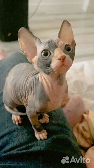 Донской сфинкс