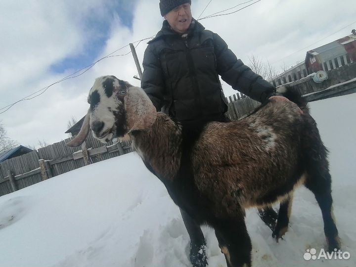 Козлик для случки