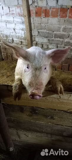 Хряк на племя