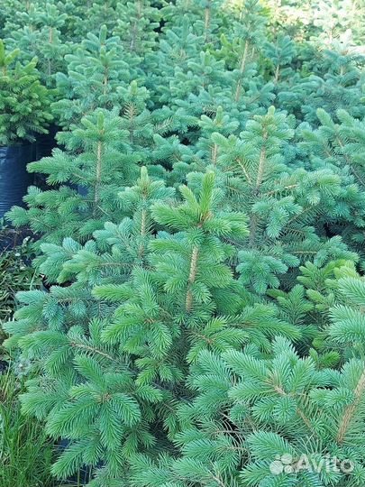 Ель голубая колючая Glauca Misty Blue