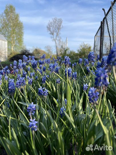 Многолетники для сада, цветы