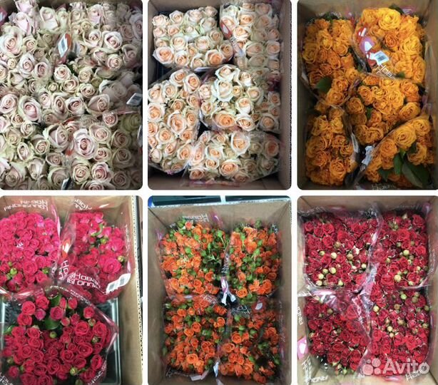 Цветы оптом - пионы розы одноголовая кустовая опто