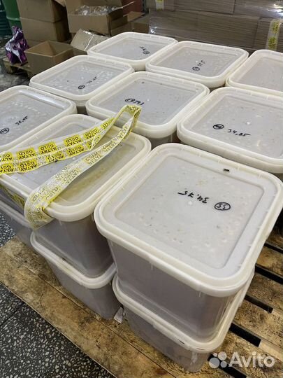 Луговой свежий мед оптом