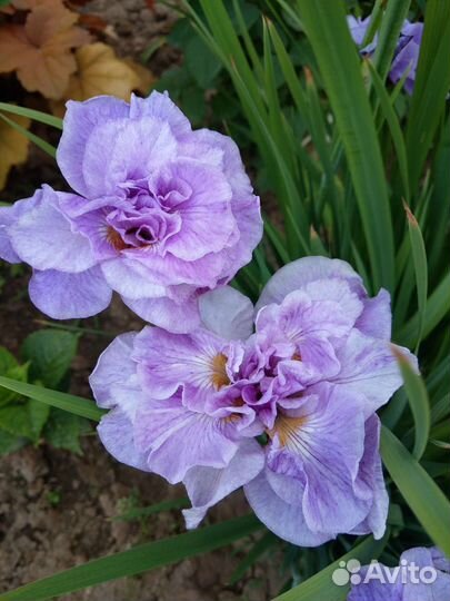 Ирис сибирский