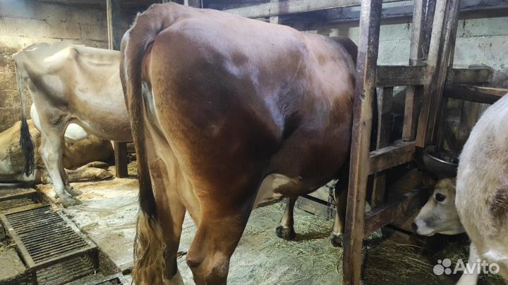 Корова на мясо