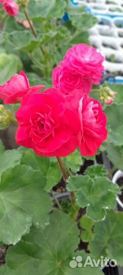 Пеларгония герань