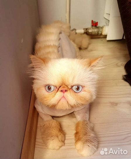 Стрижка кошек