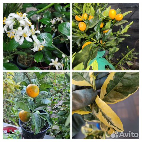 Лимон,апельсин,мандарин,кумкват
