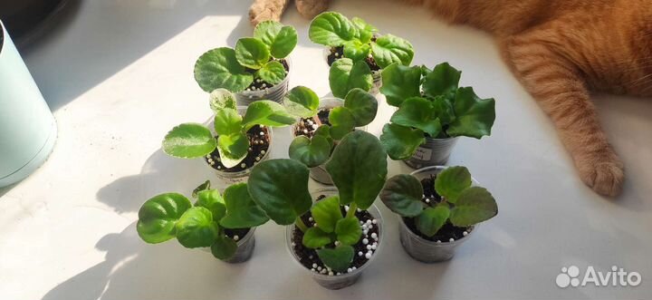 Детки сортовых фиалок