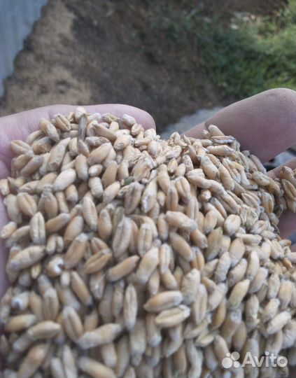 Пшеница фуражная