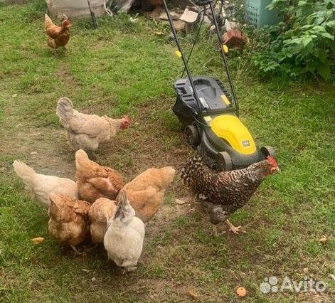 Куры несушки разных пород