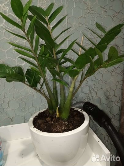 Замиокулькас