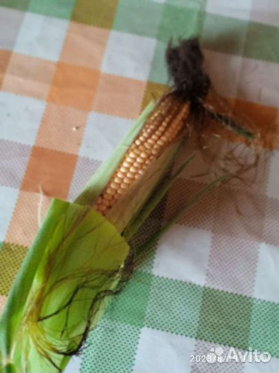 Кукуруза