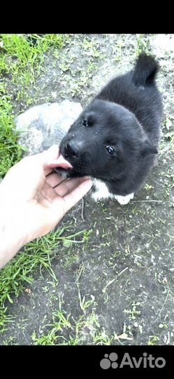 Щенки Западно Сибирской Лайки