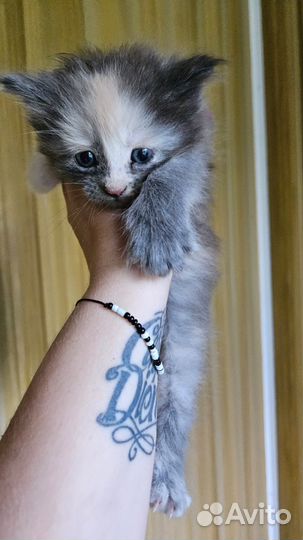 Котята (помесь Мейн-кунов)