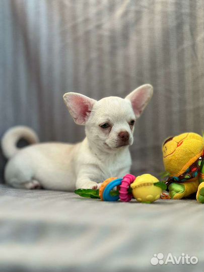 Щенок Чихуахуа мальчик, щенки