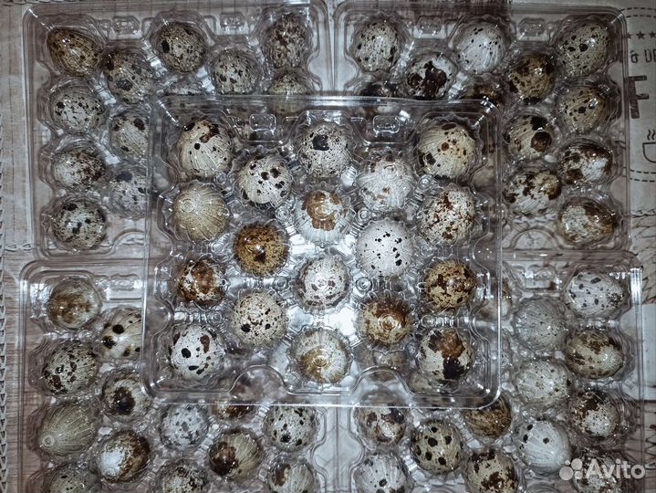 Яйца перепелинные домашние