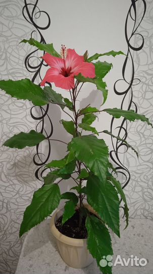 Гибискус пестролистный