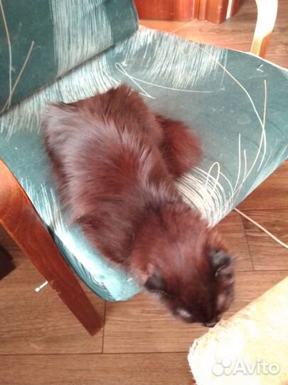 Шотладские