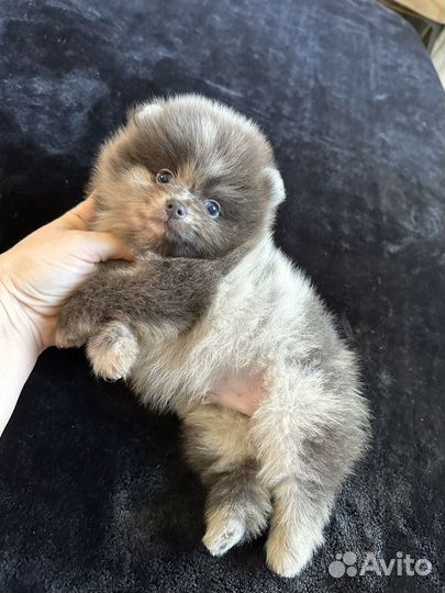 Голубомраморный мальчик шпиц