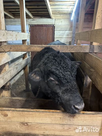 Бык Блэк Ангус