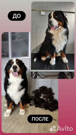 Экспресс-линька(груминг) кошек и собак