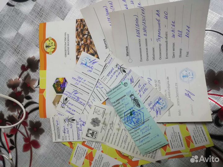 Пчёломатки матки плодные