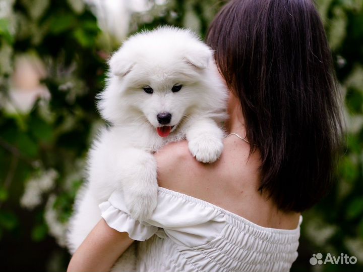 Щенки самоеда